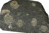 Fossil Ammonite (Dactylioceras) Cluster - Posidonia Shale, Germany #368182-1
